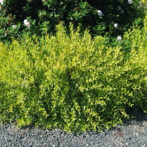 Vŕba sachalinská (Salix udensis) ´GOLDEN SUNSHINE®´ - výška 40-60 cm, kont. C5L 